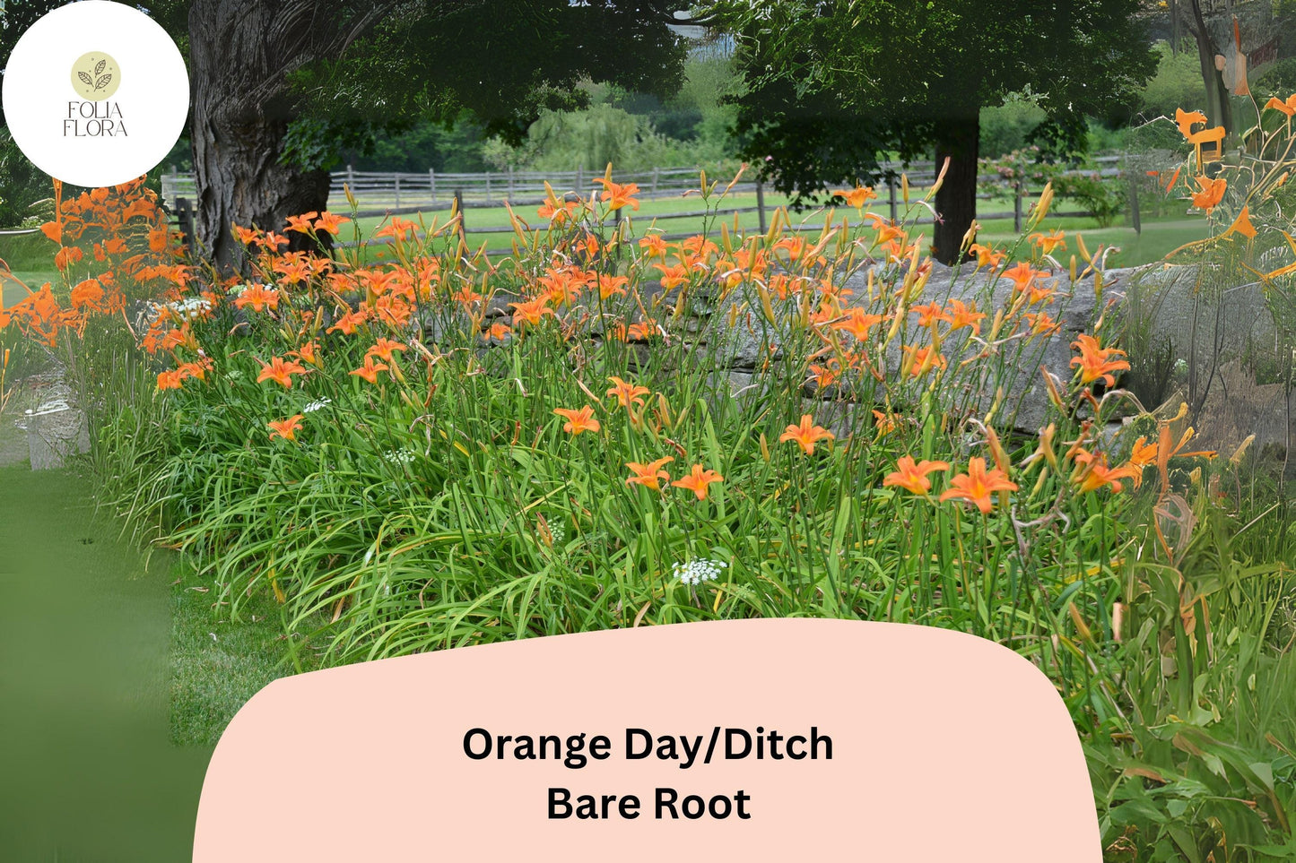 100 Orange Daylily Bare Root Plants | Hemerocallis fulva Perennial for Garden Borders