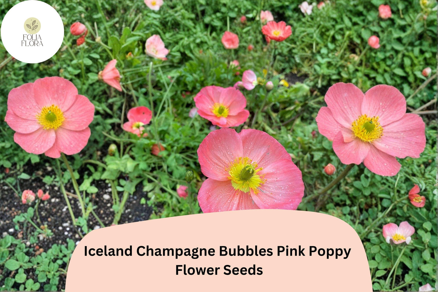 200+ Iceland Champagne Bubbles Pink Poppy Seeds – Soft Pink Perennial Flowers for Full Sun Gardens