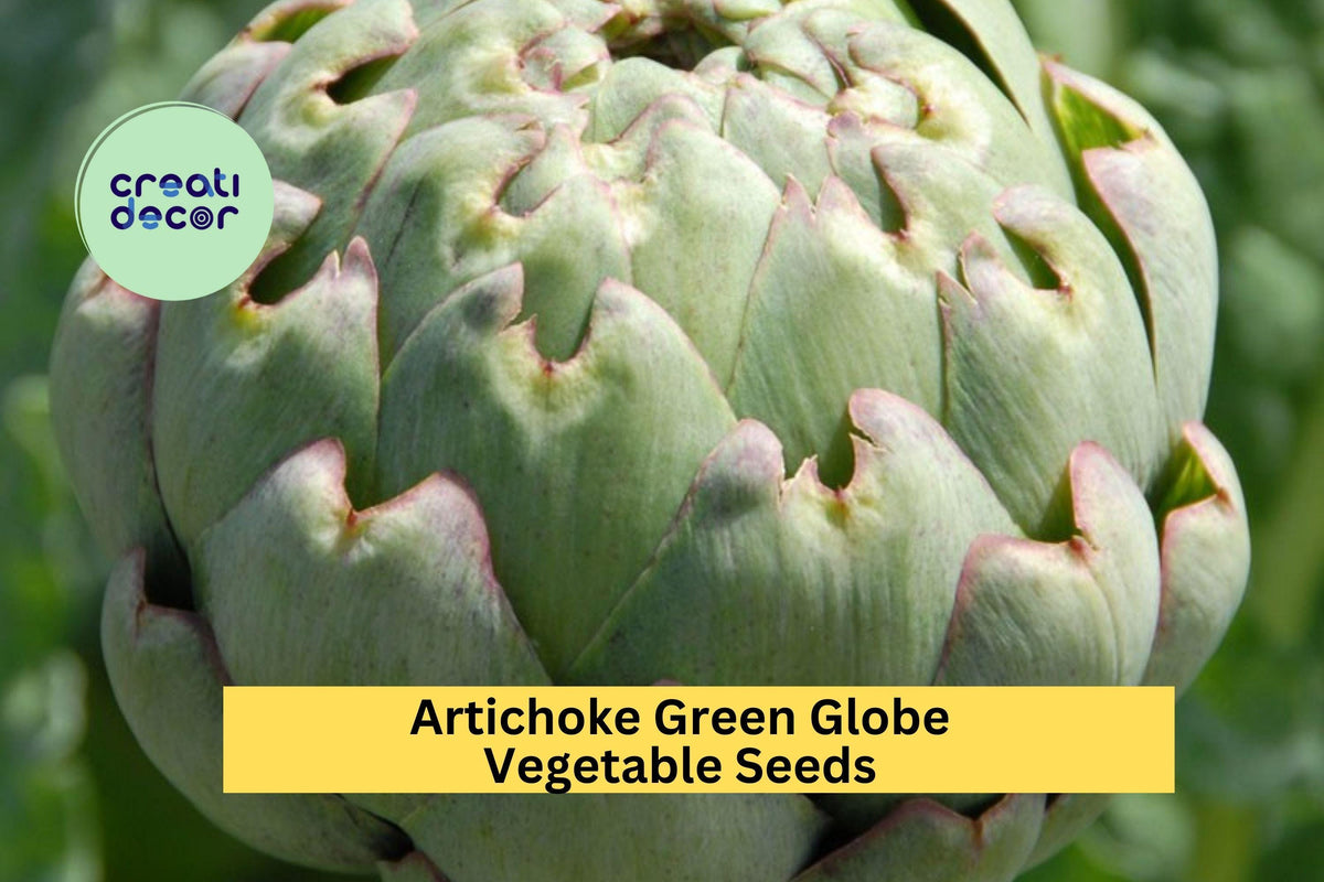 Green Globe Artichoke Seeds 3pcs x 500mg - Heirloom Variety for Garden Beds, Containers - Cynara scolymus