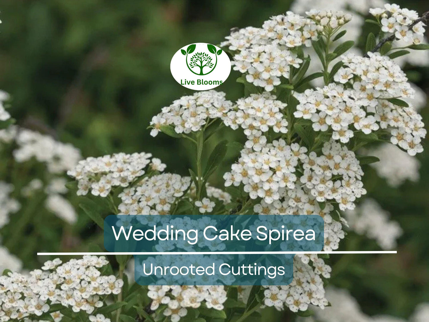 10 White Wedding Cake Spirea Unrooted Cuttings - Hardy Ornamental Shrub for Landscaping & Gardens