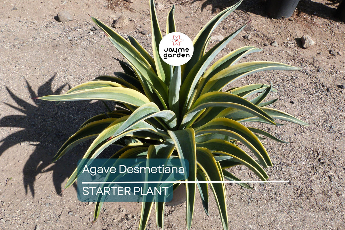 Agave Desmetiana Variegata - 6-8" Wide Smooth Variegated Cactus Succulent - Low Maintenance, Drought-Tolerant Indoor/Outdoor Plant