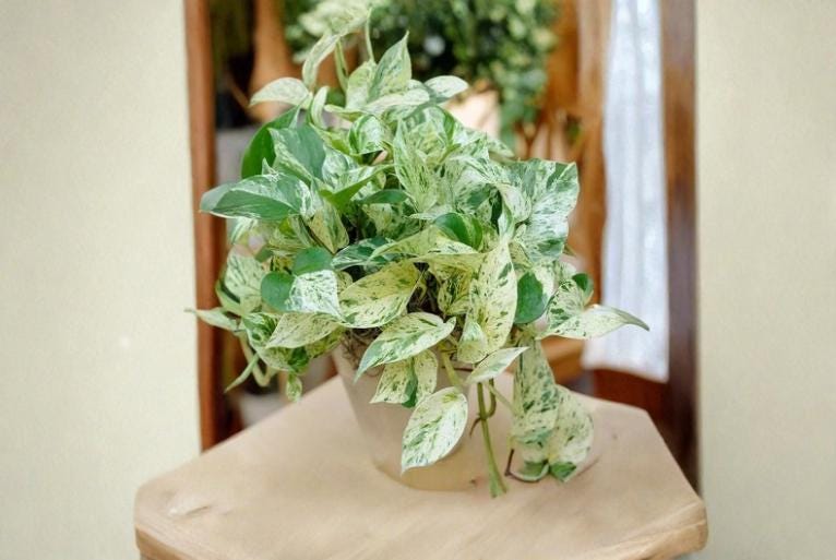 Pothos Cuttings Combo 6 Unrooted Marble Queen Brazil N'Joy Epipremnum aureum Indoor Plant for Home Decor