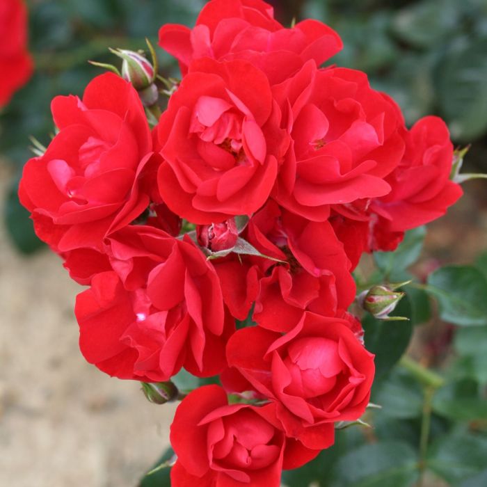 Super Rare Eternity Red Rose Cuttings (3 Unrooted) – Deep Red Rosa ‘Eternity Red’ for Rooting & Grafting