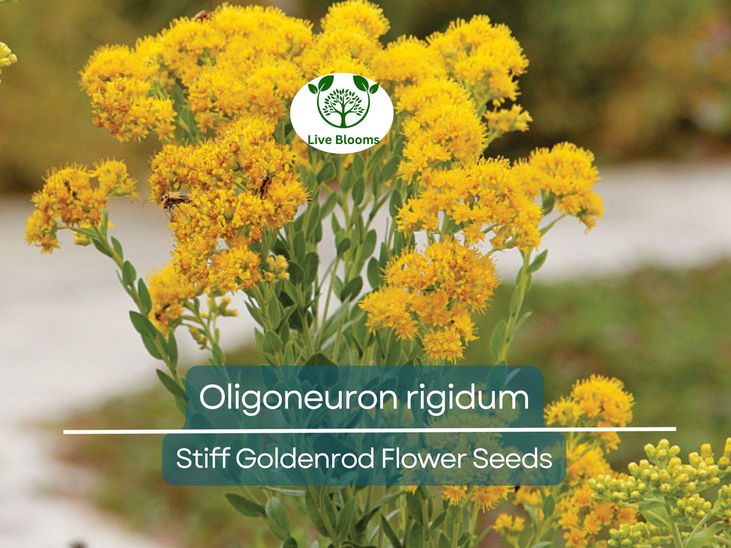 700 Oligoneuron Rigidum Stiff Goldenrod Seeds - Perennial Native Wildflower with Yellow Blooms, Pollinator-Friendly