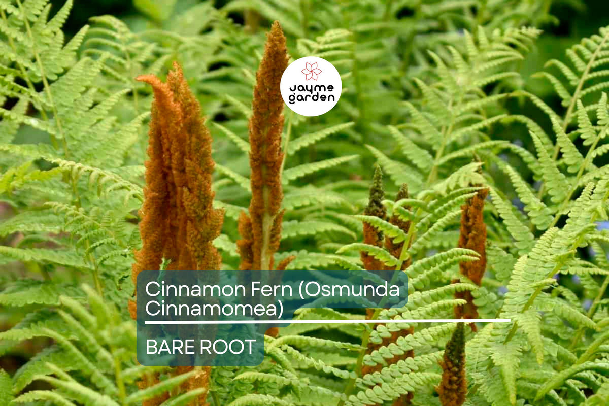 Small Bare-Root Cinnamon Ferns (Osmunda cinnamomea) | Lush Perennial Shade-Loving Plant | Perfect for Moist, Acidic Soils