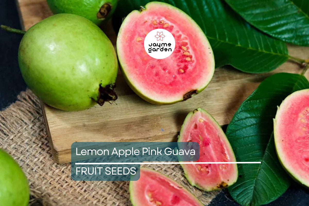 Ruby Supreme Guava Tree Seeds - 20 Seeds - Psidium guajava - Grow Exotic Pink Fruit - Perfect for Indoors or Patios