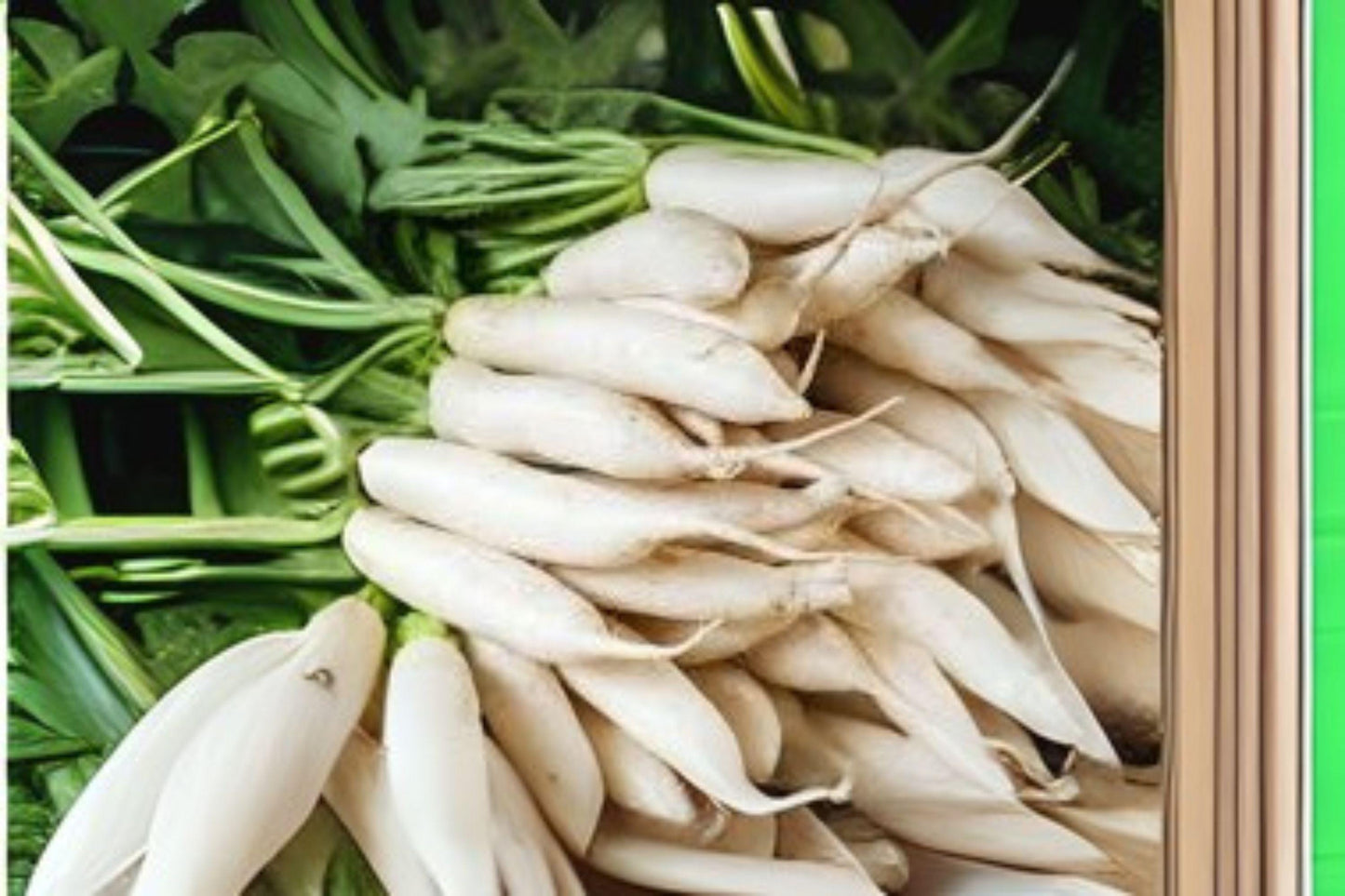Japanese Minowase Daikon Radish Seeds – Heirloom Asian Vegetable, Long White Roots, Mild Flavor, Raphanus sativus var. longipinnatus