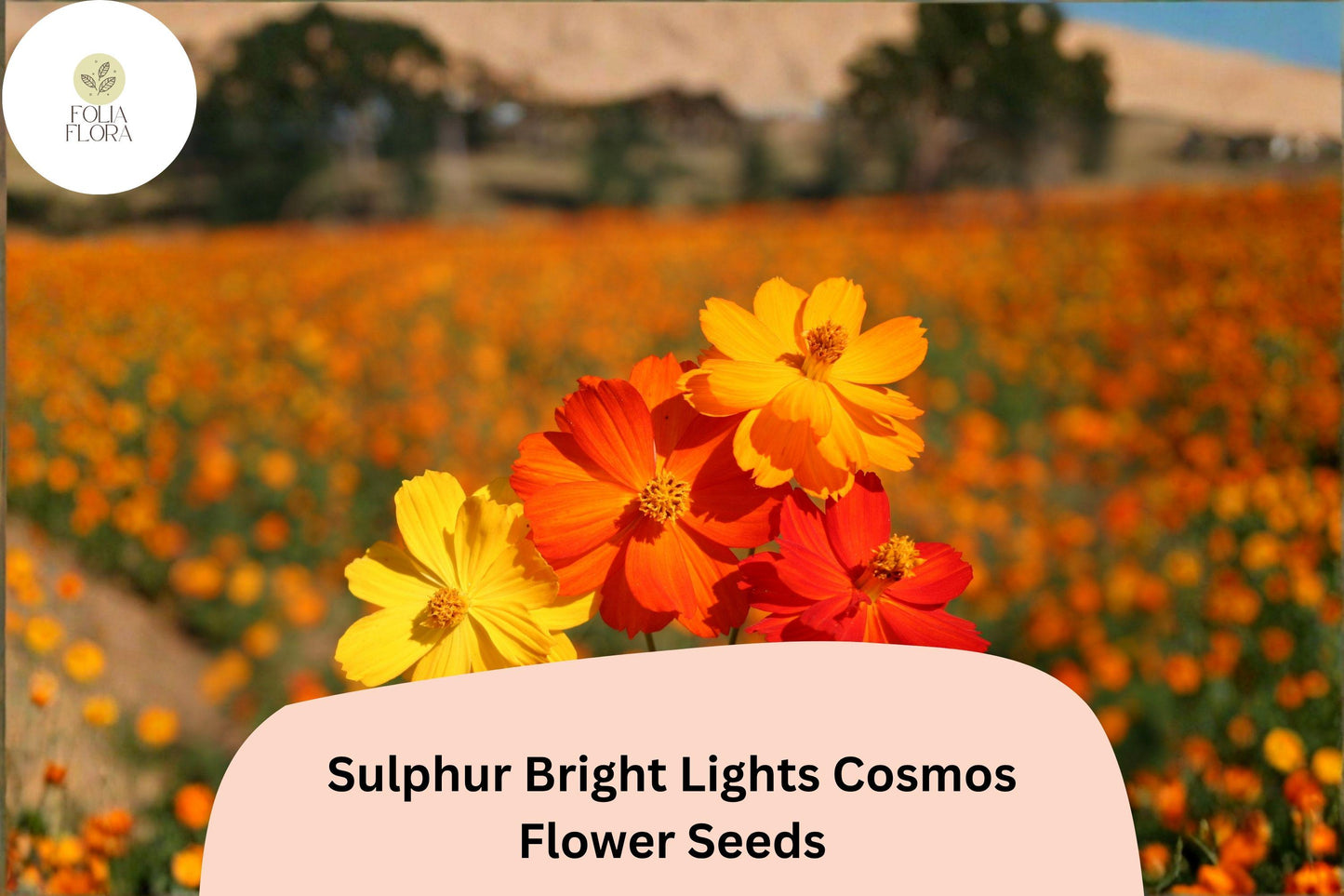 200+ Sulphur Bright Lights Cosmos Seeds | Hardy Annual Orange Yellow Red Cosmos sulphureus Mix