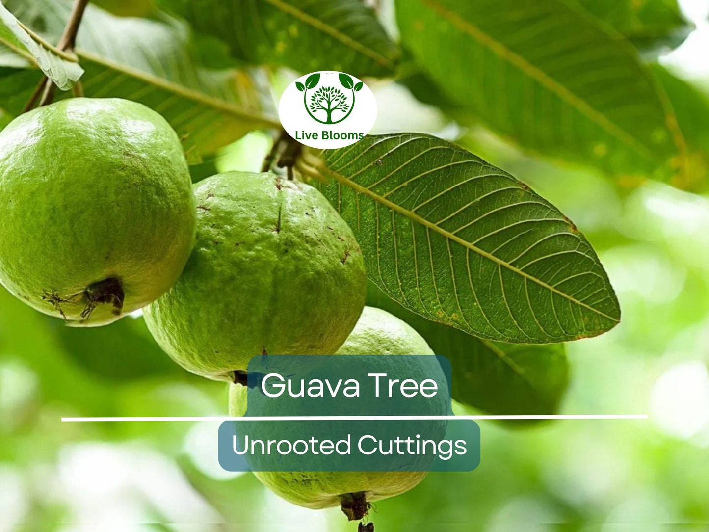 3 Guava Unrooted Cuttings 4-5" | Psidium Guajava Tropical Fruit Tree for Propagation