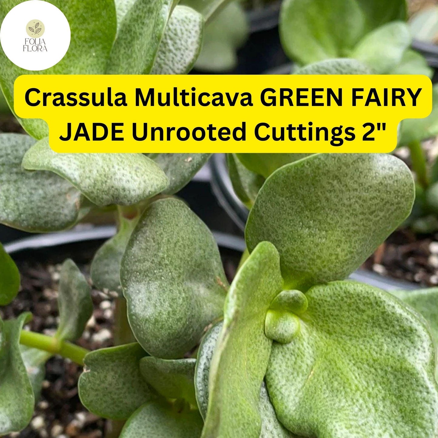 Crassula Multicava ‘Green Fairy Jade’ | 2 Unrooted 2” Cuttings | Easy-Care Trailing Succulent & Ground Cover