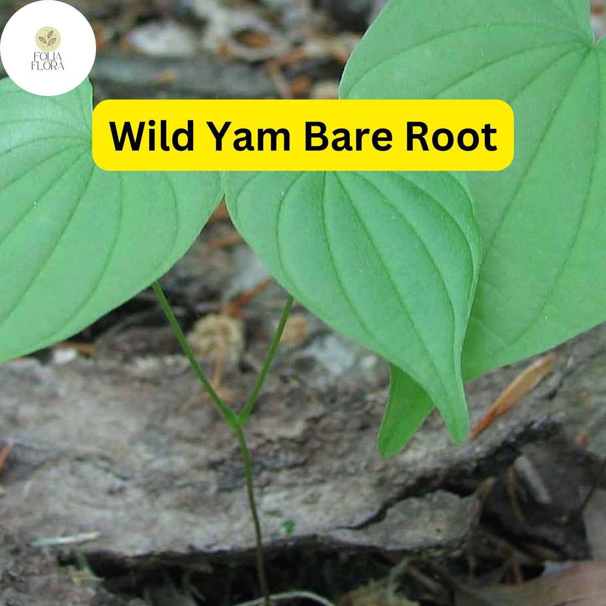 10 Bare Root Wild Yam Plants - Organic Perennial Vine, Dioscorea villosa - Green Foliage for Gardens & Trellises