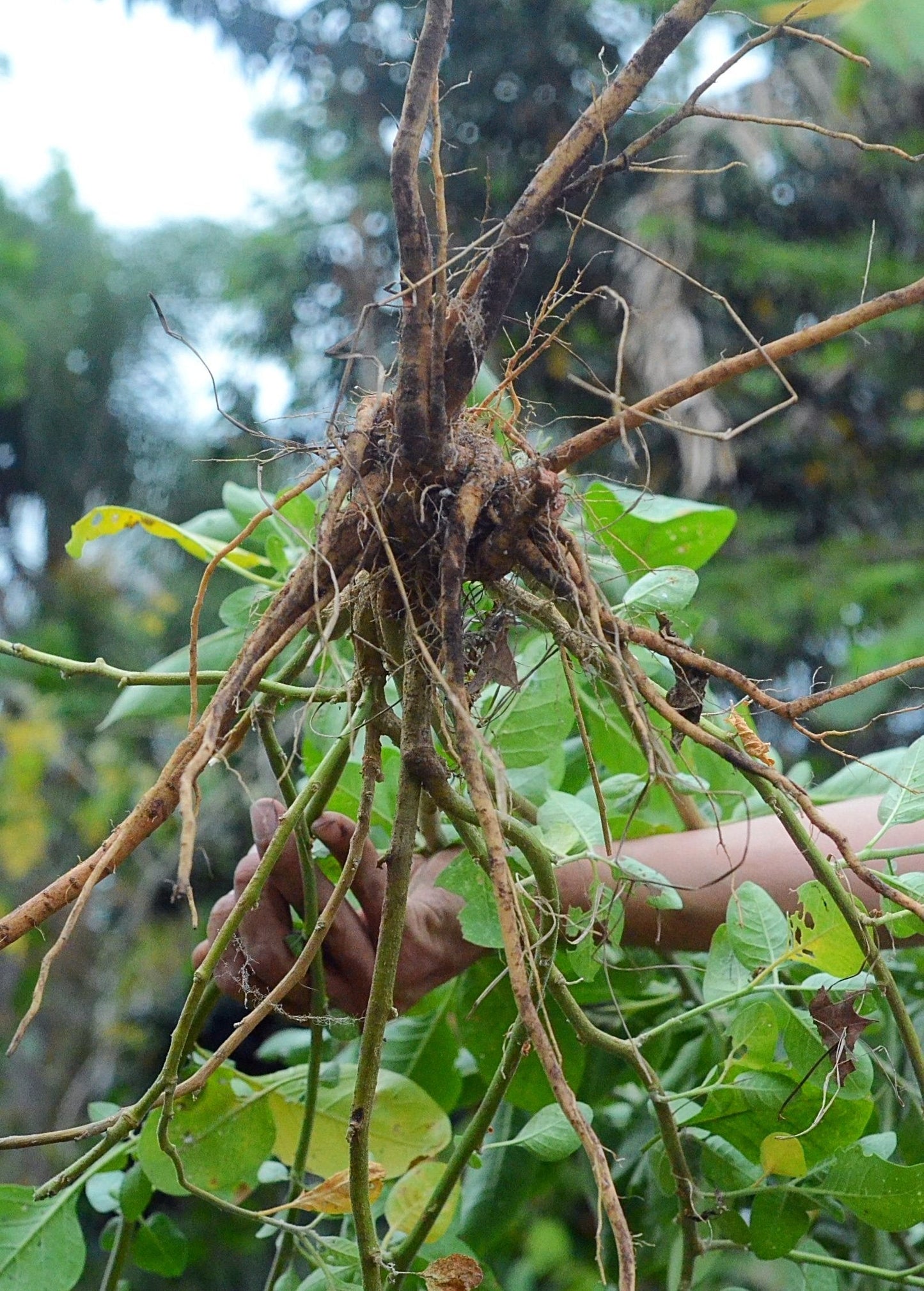 Ashwagandha Herb Plant - Medicinal Root & Berry - Withania somnifera - Ayurvedic Herbal Supplement