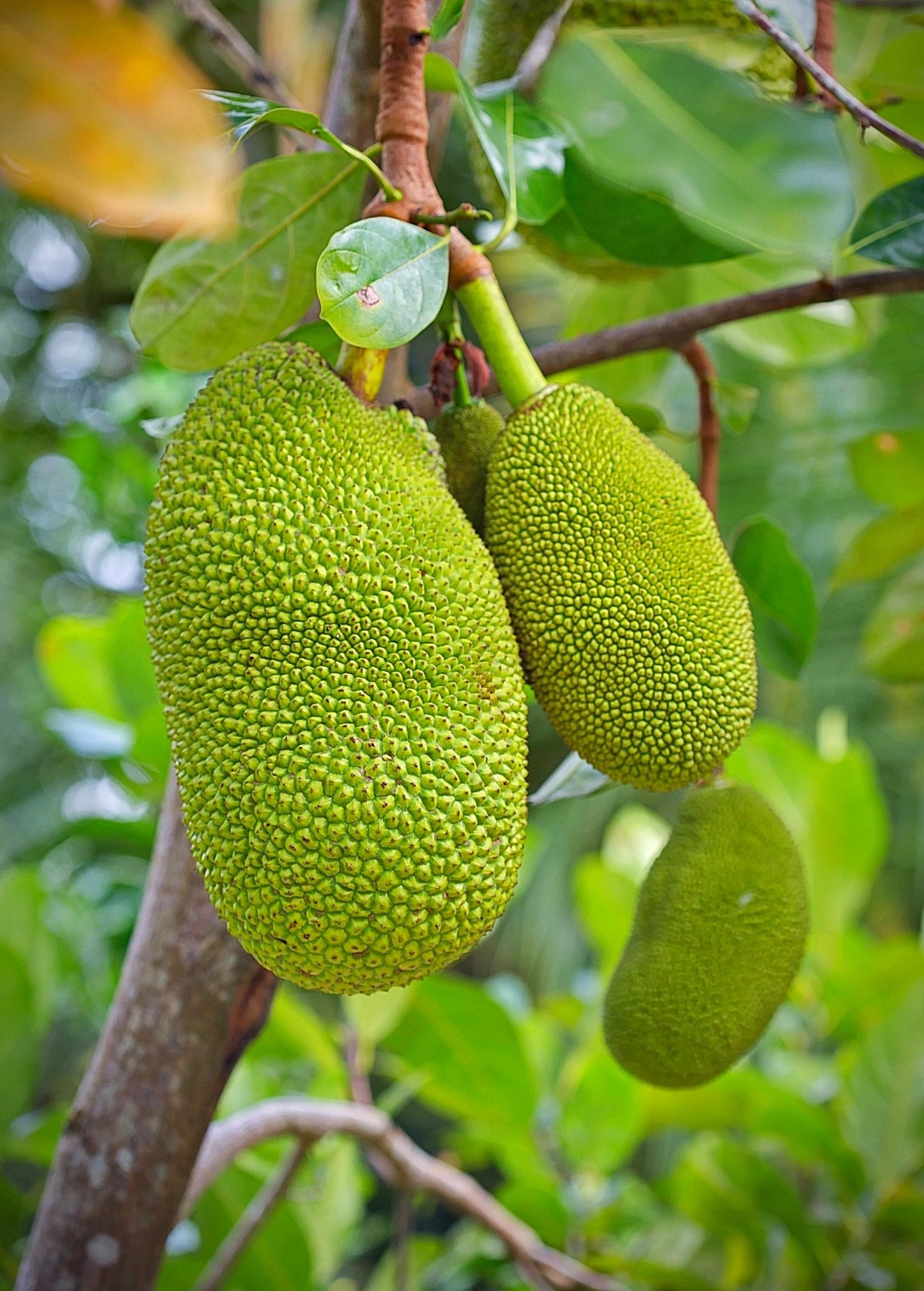 Jackfruit 'Black Gold' Grafted Tree | Tropical Fruit Tree | Artocarpus heterophyllus