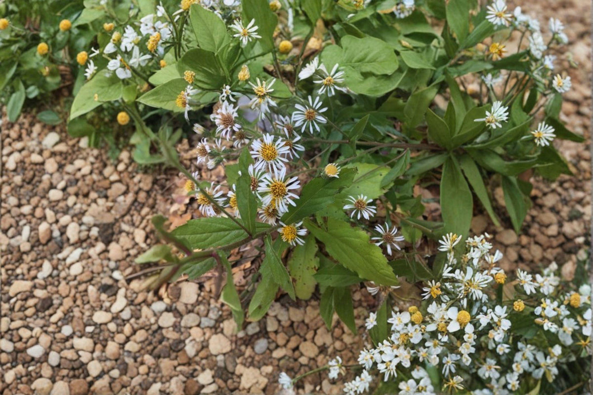 Schreber's Wood Aster Seeds | 100 Count | Eurybia schreberi | Native Woodland Wildflower for Pollinator Gardens
