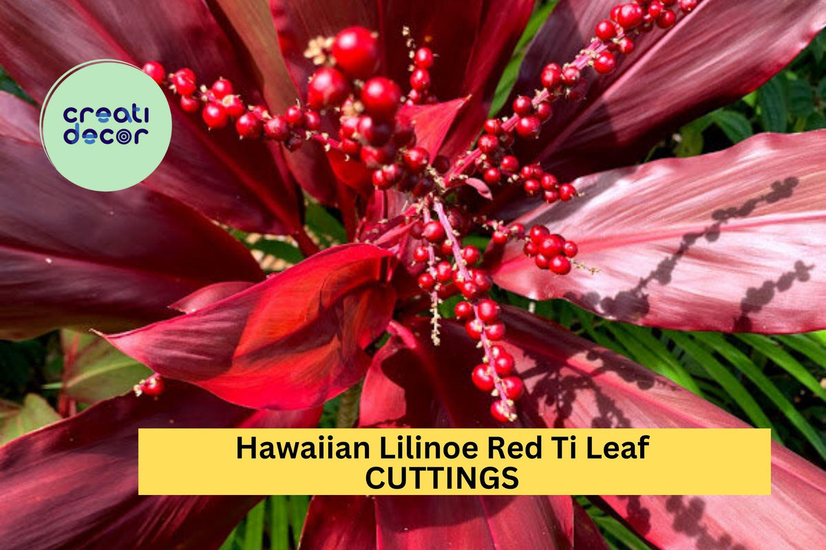 3 Lilinoe Red Ti Leaf Cuttings | Hawaiian Cordyline fruticosa 6" Starter Logs for Tropical Gardens & Indoor Growing