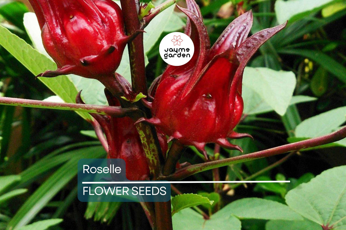 50 Roselle Seeds | Hibiscus sabdariffa | Asian Sour Leaf | Heirloom Edible & Medicinal Herb for Tea, Pickling, Curries