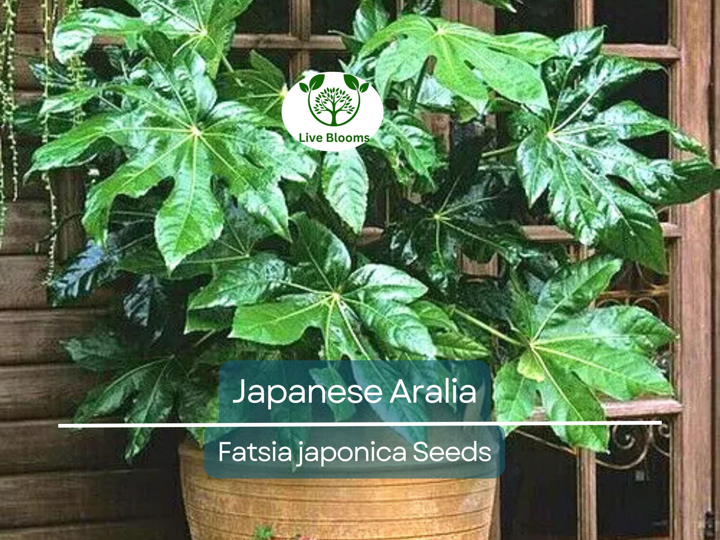 20 Japanese Aralia Seeds | Fatsia japonica Evergreen Indoor & Outdoor Plant, Non-GMO, Low-Light Tolerant