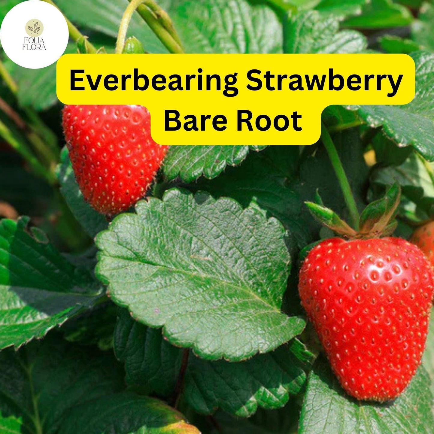 Everbearing Albion Strawberry Plants - 10 Bare Root Pack for Zones 4-9 | Sweet, Large Strawberries