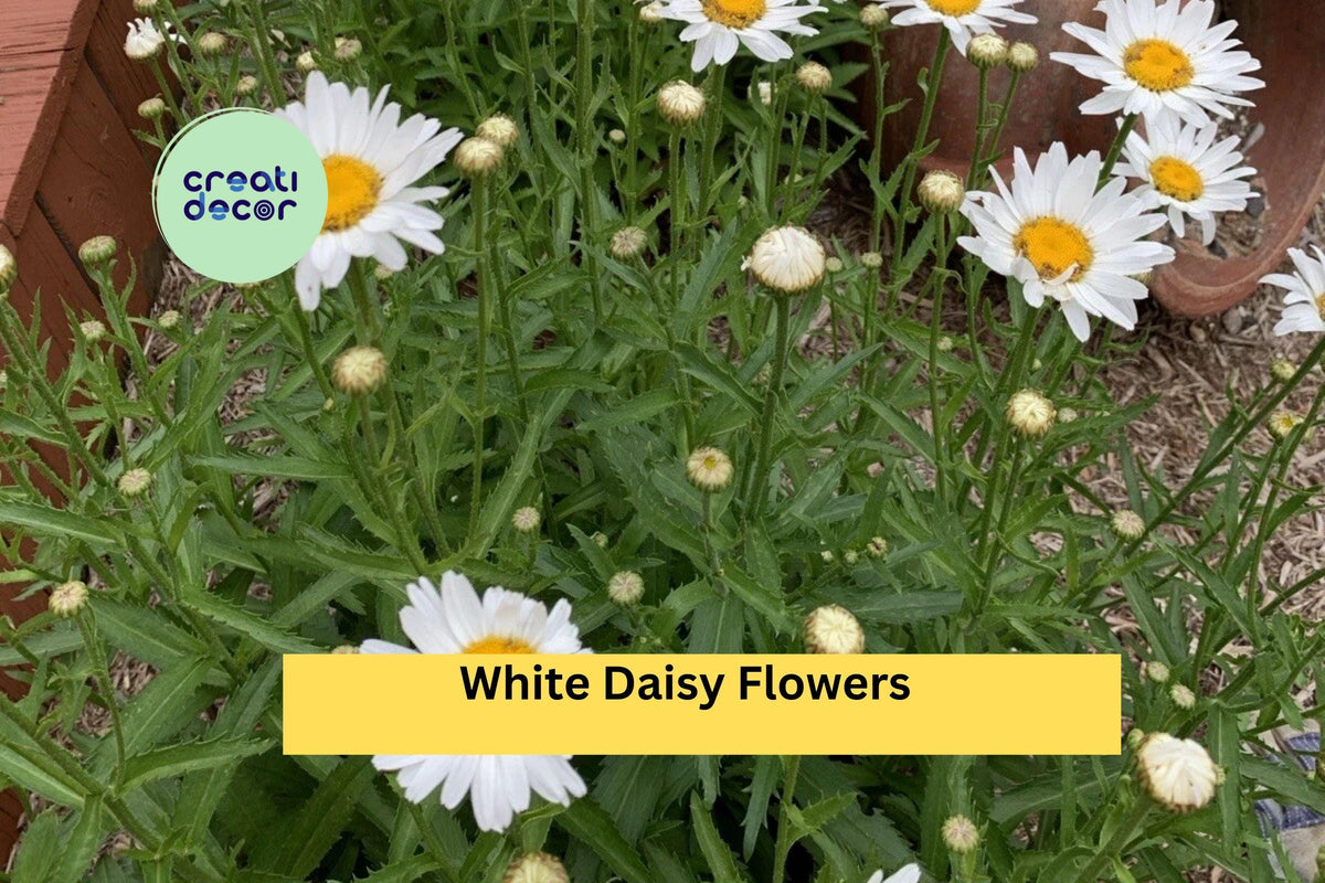 Shasta Daisy Live Plant | Bare Root Perennial Leucanthemum superbum for Garden Beds & Borders