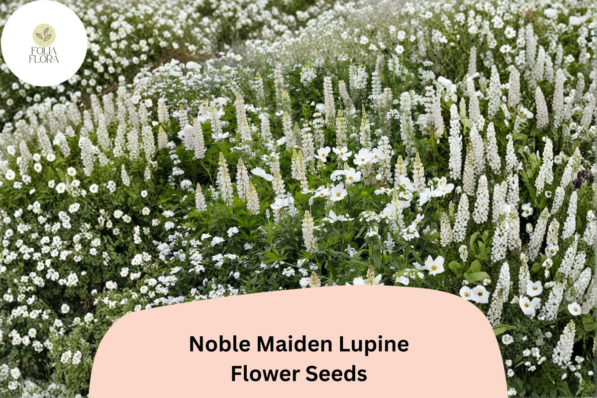 25+ Noble Maiden Lupine Seeds | White Lupinus for Elegant Spring Garden Blooms