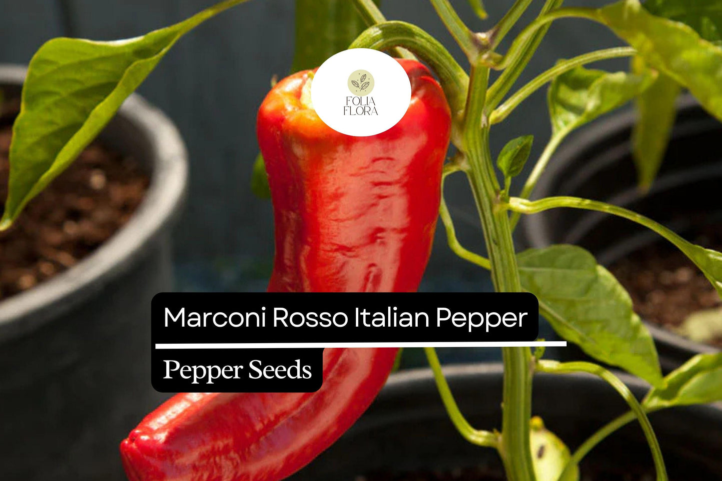 25 Marconi Rosso Italian Pepper Seeds – Heirloom Sweet Capsicum annuum, High-Yield, Non-GMO
