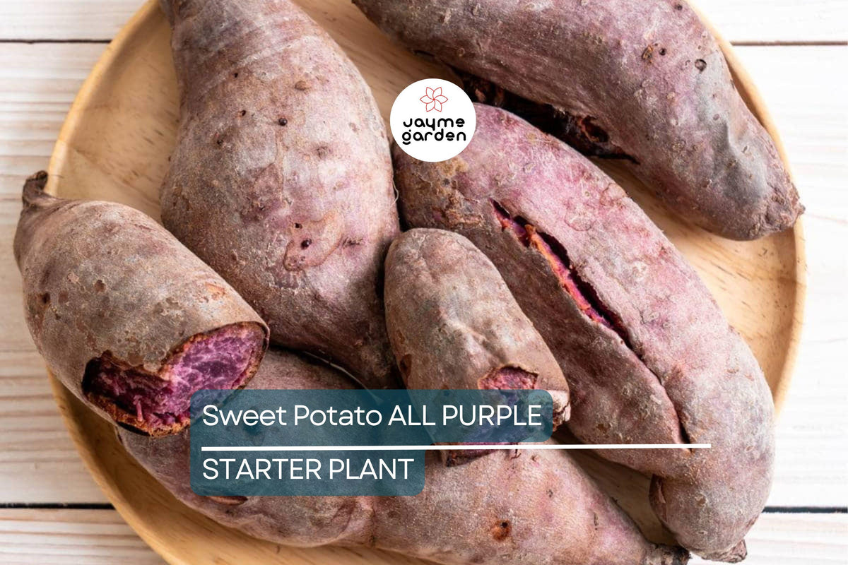 5 Pounds Organic All Purple Sweet Potato Tubers - Japanese Variety Ipomoea batatas, Fast-Growing, Nutritious, Hardy