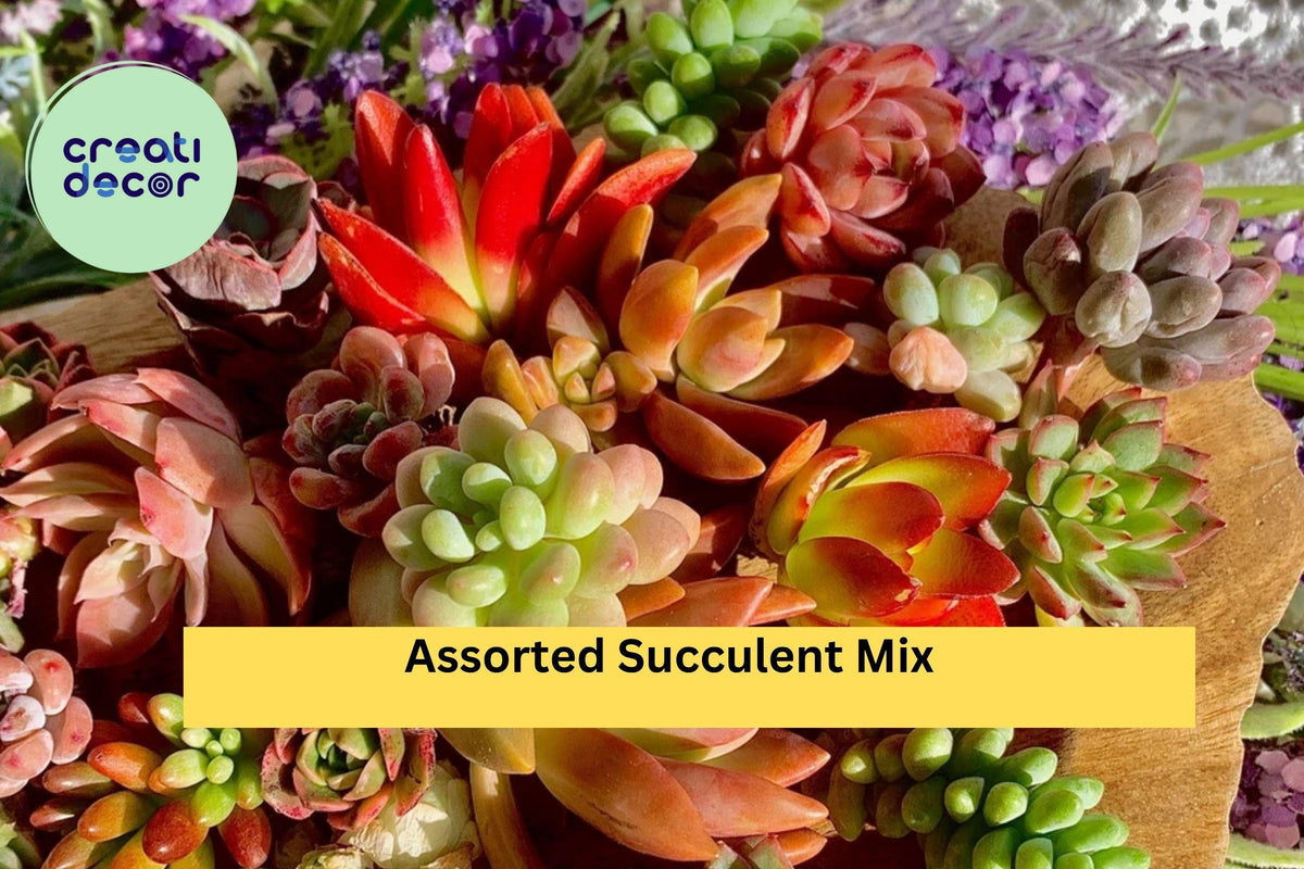 Assorted Succulent Cuttings - 12 Live Mini Plants (Echeveria, Sedum, Crassula) for Propagation and Terrariums