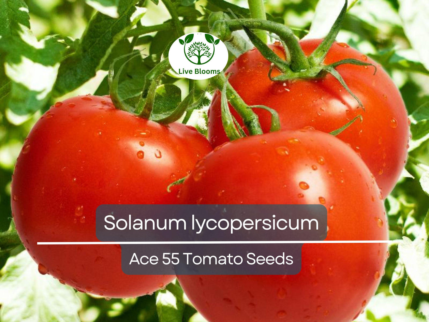 100 mg Ace 55 Tomato Seeds - Heirloom Low-Acid Red Tomatoes for Home Garden & Cooking