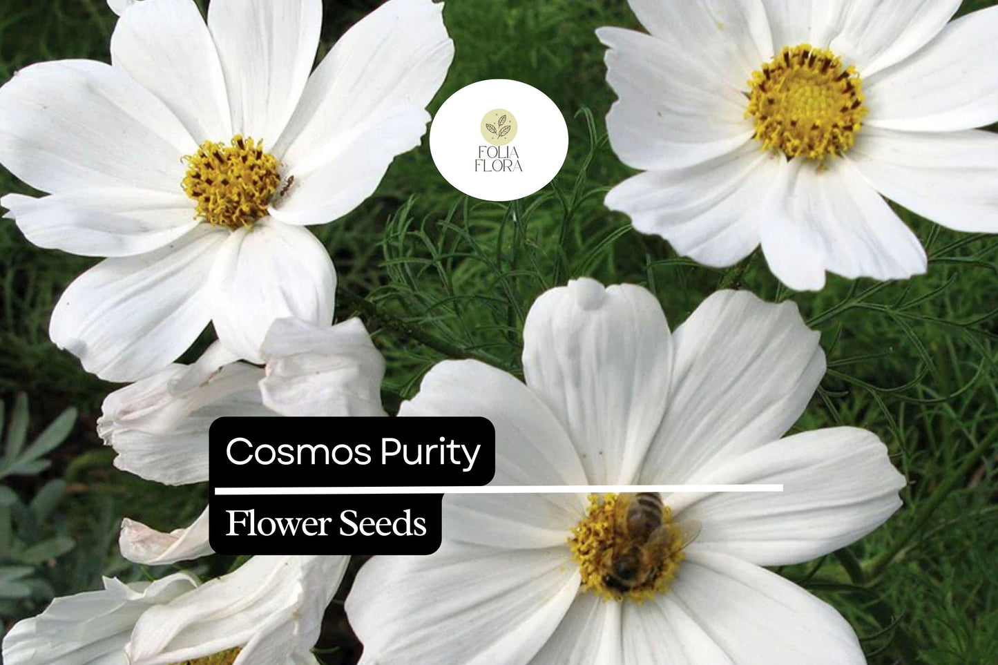 200+ Purity Cosmos Seeds | White Cosmos Bipinnatus Annual Flowers for Garden Planting