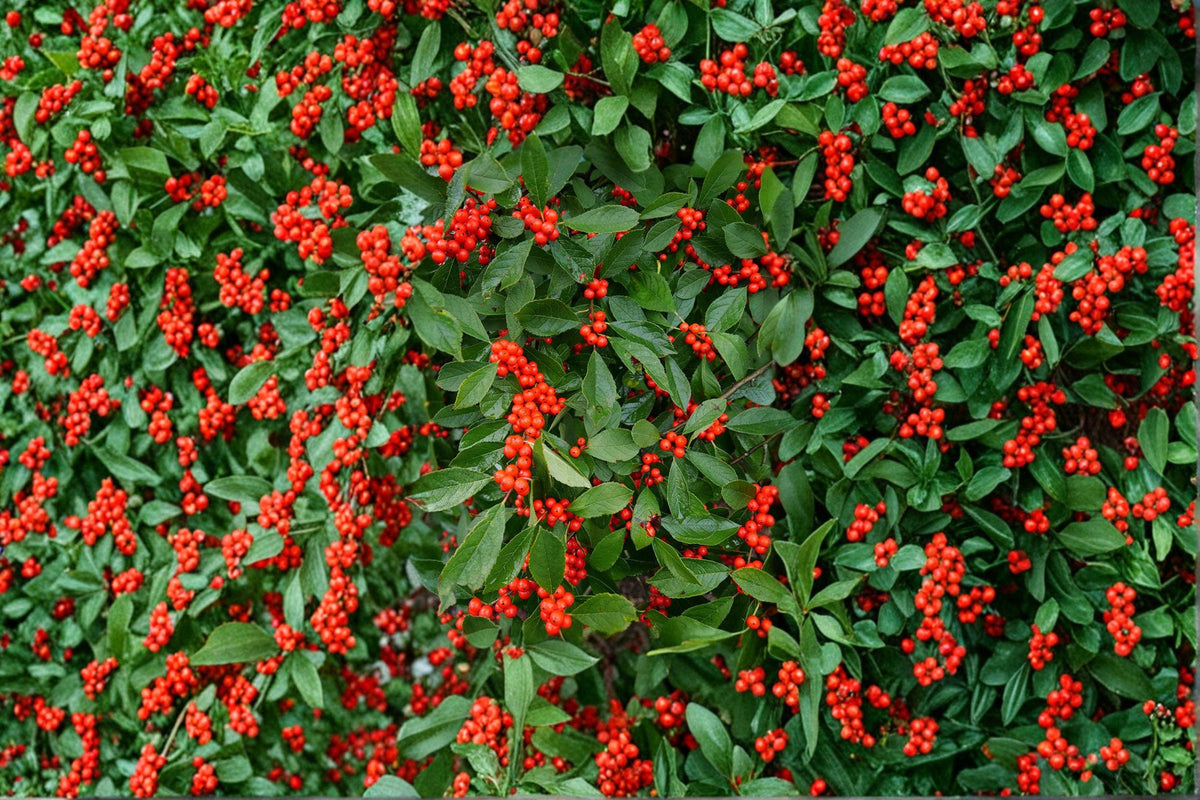 Winterberry Holly Seeds | 25 Seeds | Ilex verticillata | Wildlife-Friendly Ornamental Shrub | Bright Red Berries for Garden