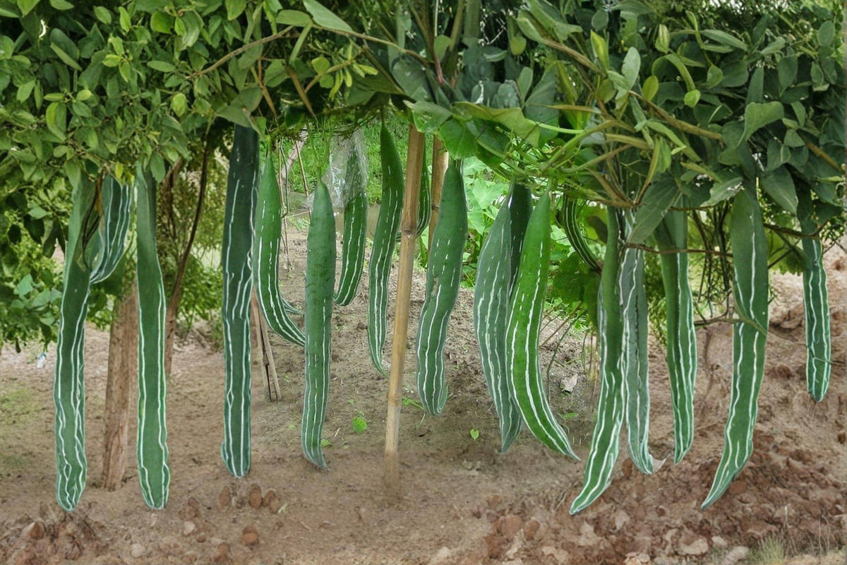 Snake Gourd Seeds - 10 Pack - Edible & Ornamental Lagenaria siceraria - Extra-Long Curved Fruits for Asian Cuisine