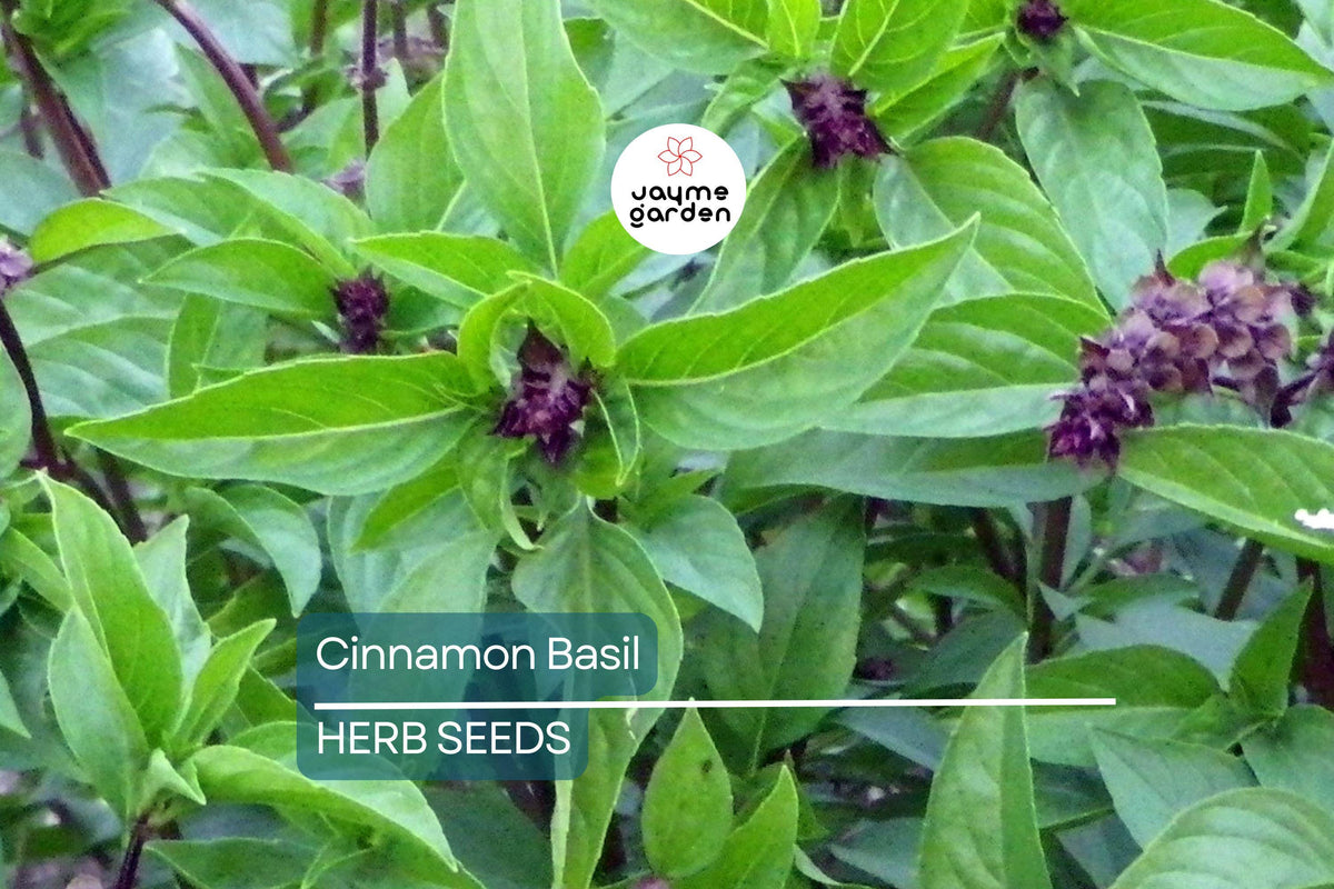 1000 Cinnamon Basil Seeds - Non-GMO, Heirloom Culinary Herb - Ocimum Basilicum - Aromatic & Flavorful for Gardens & Containers