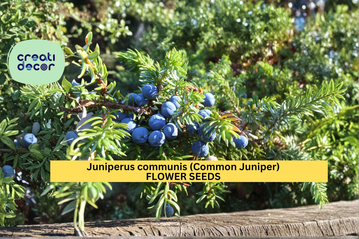 Juniper Seeds 25 Count | Common Juniper Evergreen Conifer | Juniperus communis | Hardy Landscape Garden Plant