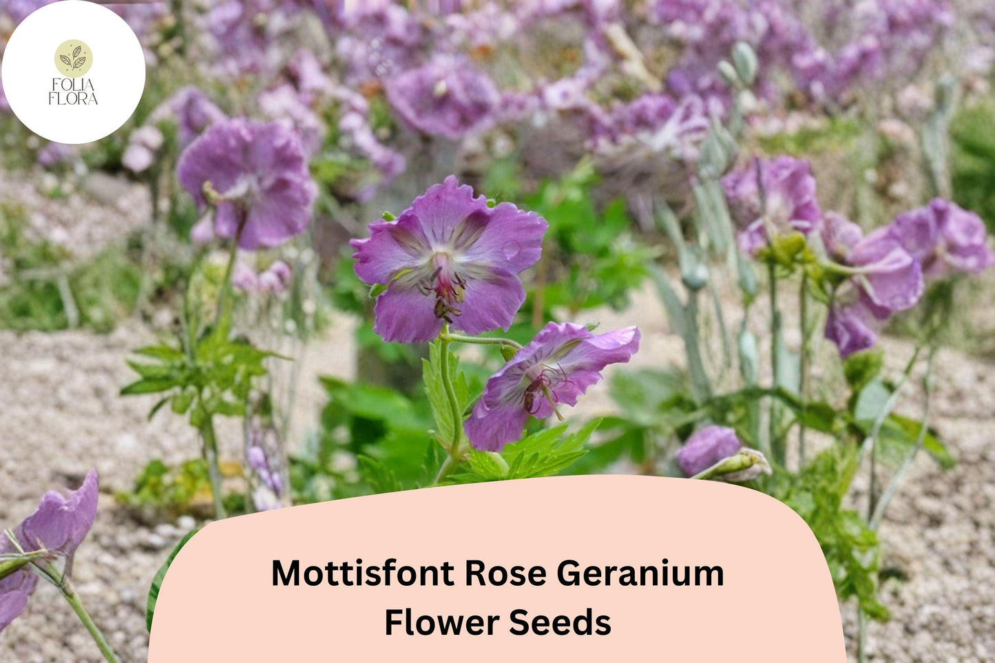 25+ Mottisfont Rose Geranium Seeds | Hardy Perennial with Pink Blooms for Garden Borders & Pollinator Gardens
