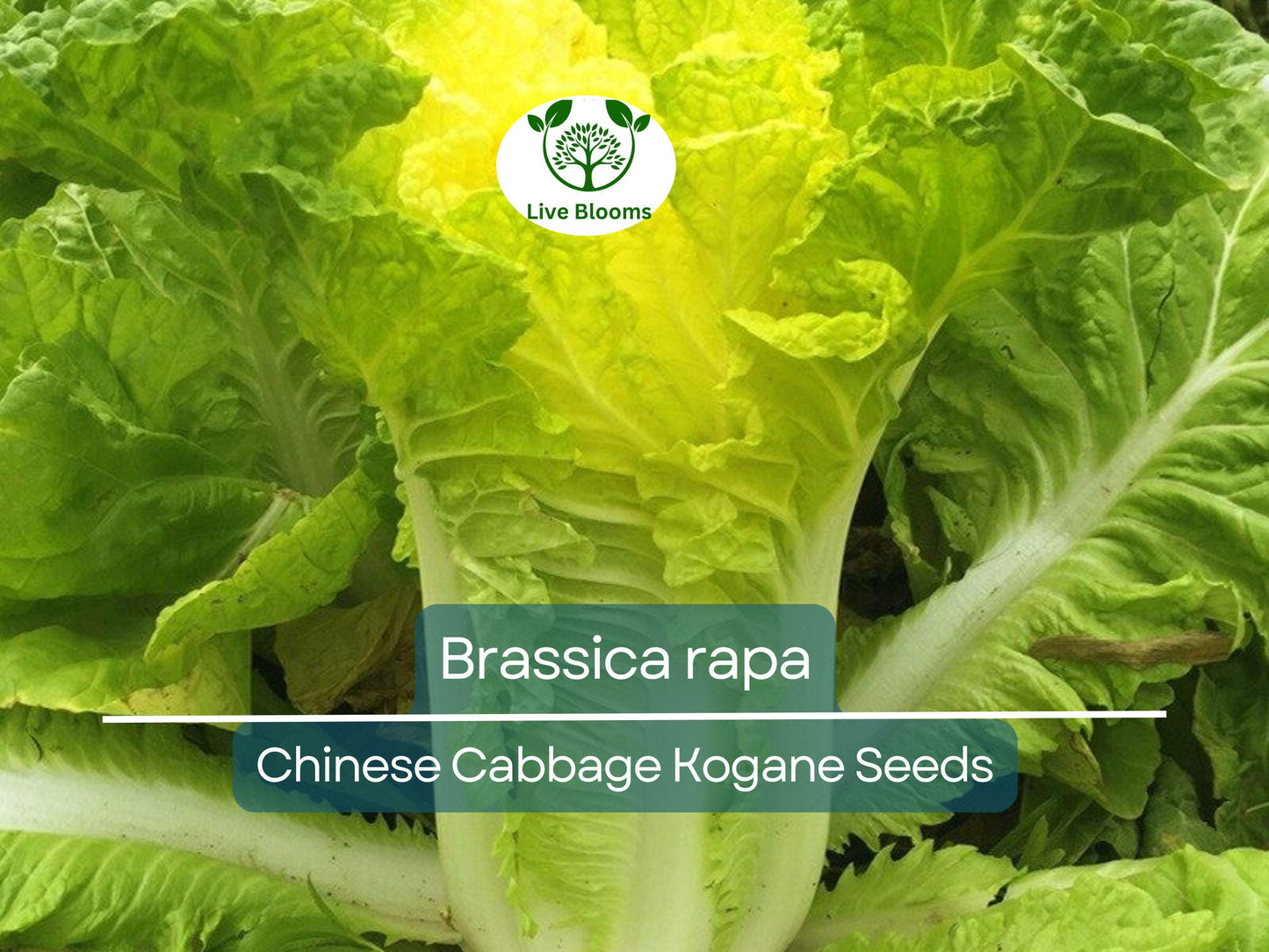 150 Seeds Chinese Cabbage Kogane - Heirloom Brassica rapa for Crisp, Tender Leaves & Quick Harvest