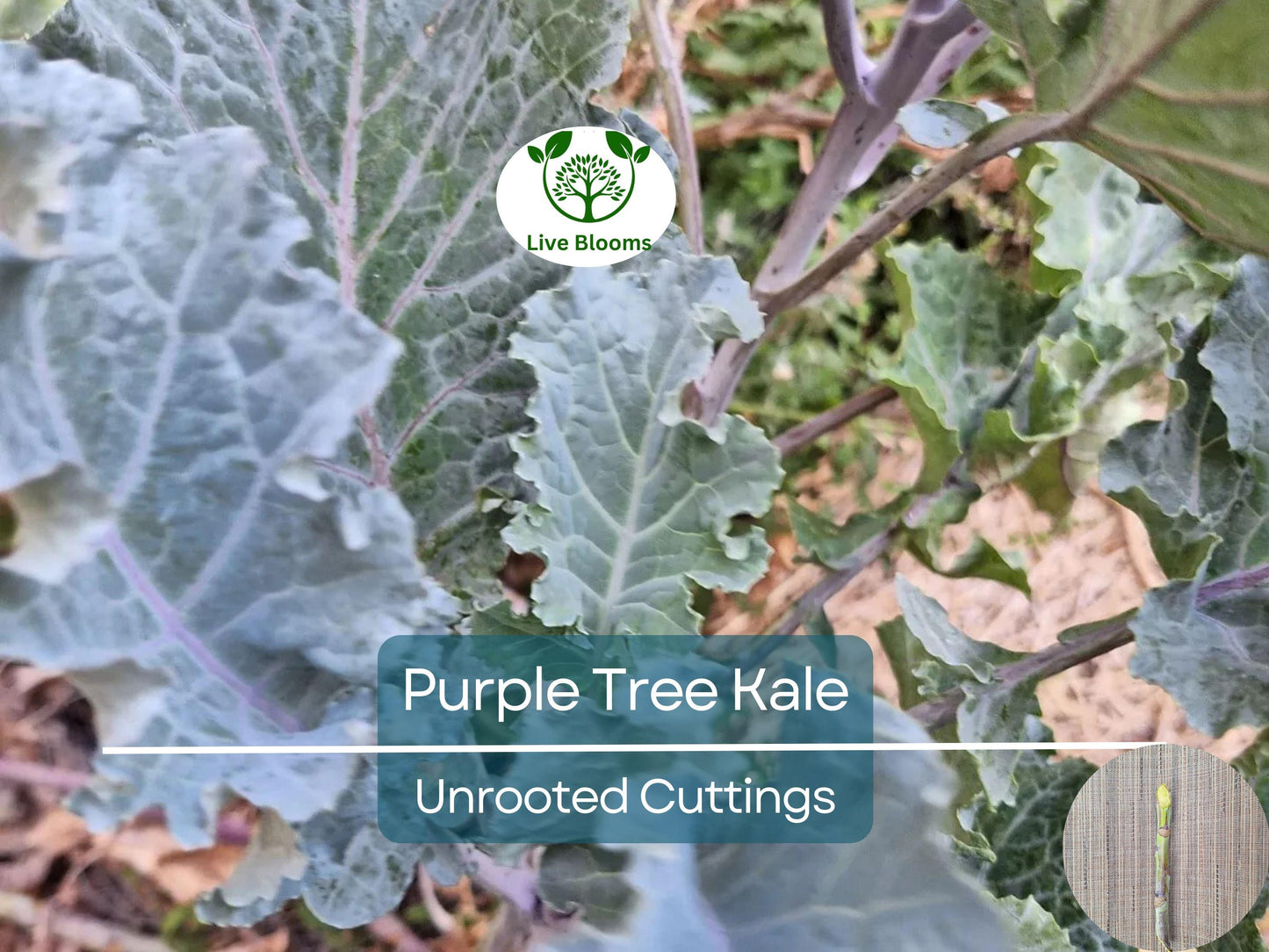 2 Unrooted Perennial Purple Tree Kale Cuttings 5-7" - Brassica oleracea, Edible Perennial, Rare Purple Tree Collard
