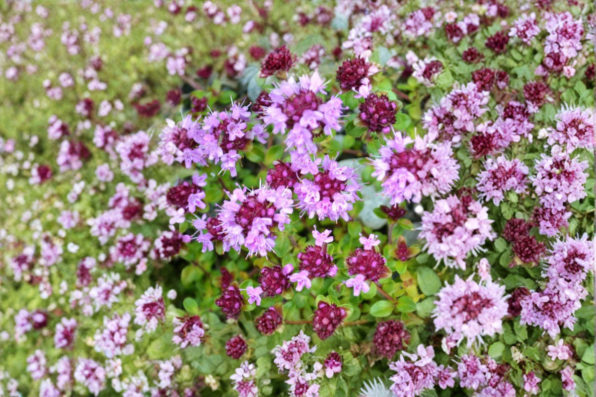 Wild Thyme Seeds | 100 Count | Hardy Perennial Herb | Thymus pulegioides | Fragrant Ground Cover | Pollinator Friendly