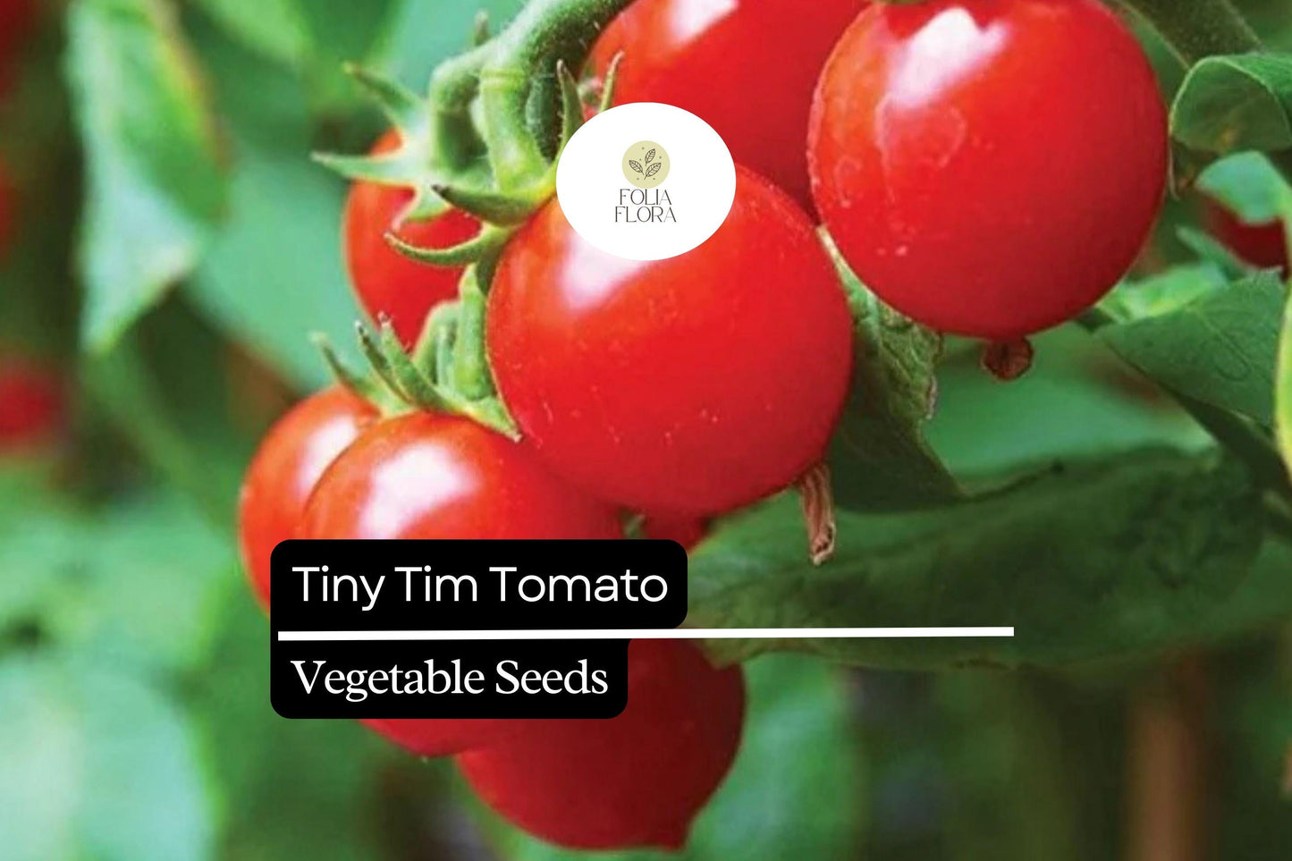 30 Tiny Tim Micro Dwarf Tomato Seeds | Compact Cherry Tomatoes for Indoor & Patio Gardening