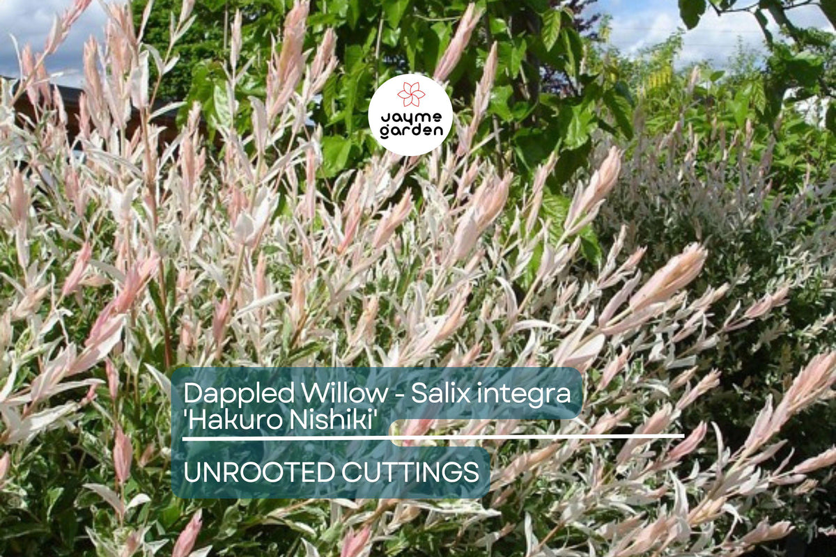Dappled Willow Cutting - Variegated Foliage, Salix integra 'Hakuro Nishiki', Easy Care Shrub for Gardens & Containers