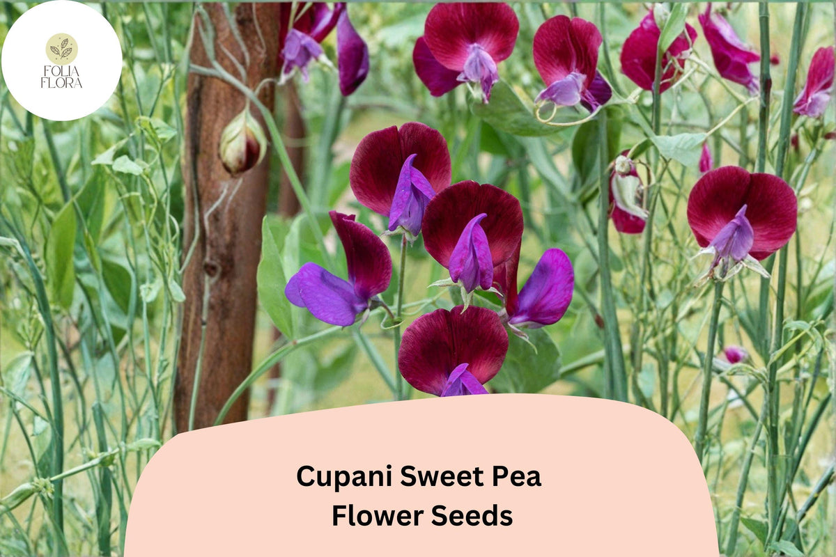 Cupani Sweet Pea Seeds - 50+ Heirloom Purple Bicolor Flowers for Garden Trellis & Cut Flowers (Lathyrus odoratus)