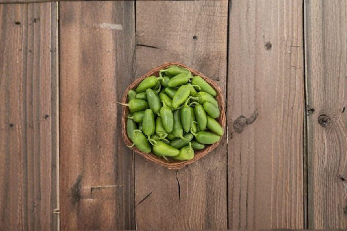 Early Jalapeño Seeds - 30 Count - Medium Heat Hot Pepper - Capsicum annuum - Quick Maturing for Home Gardens and Containers