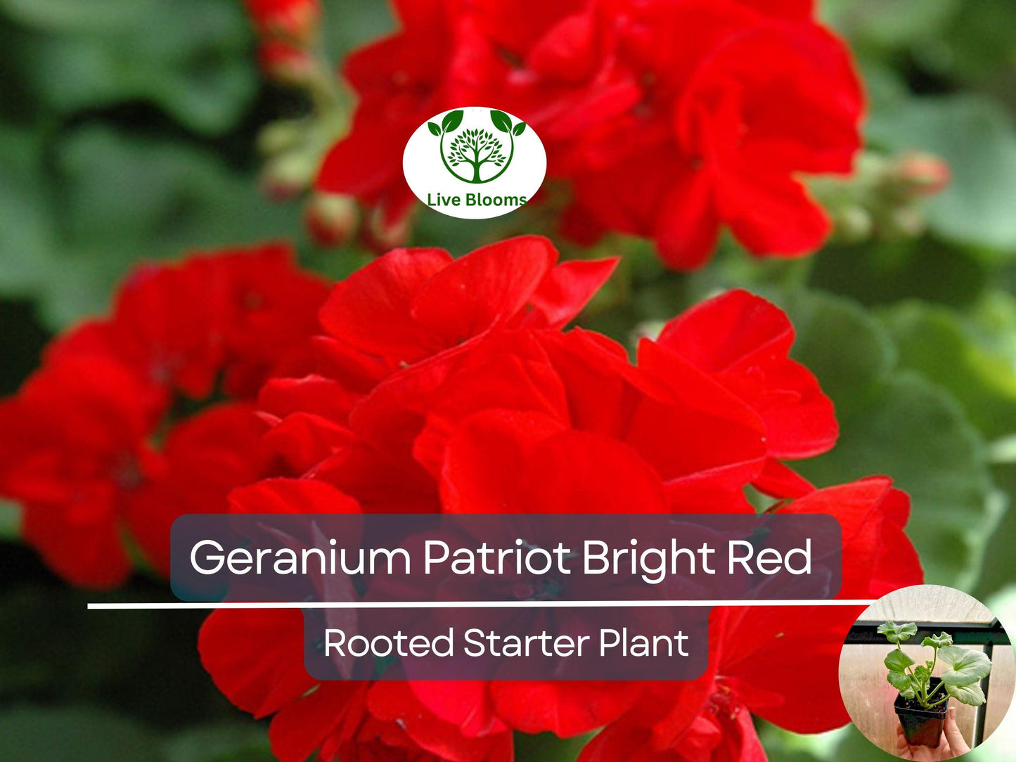 Geranium 'Patriot Bright Red' Plug - Hardy Zonal Crimson Red Flower for Containers & Bedding