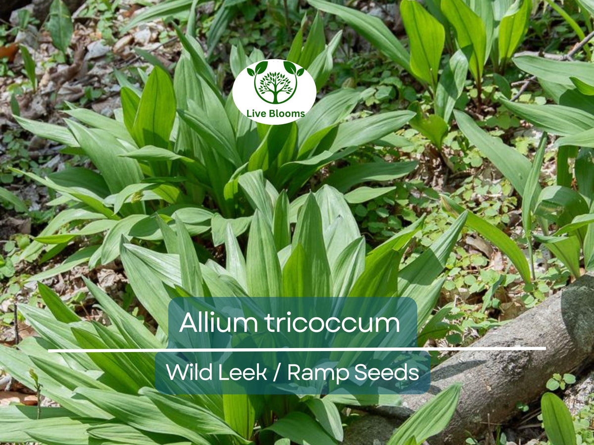 10 Seeds Wild Leek / Ramp - Heirloom Non-GMO Edible Plant for Garden Culinary Use - Allium tricoccum