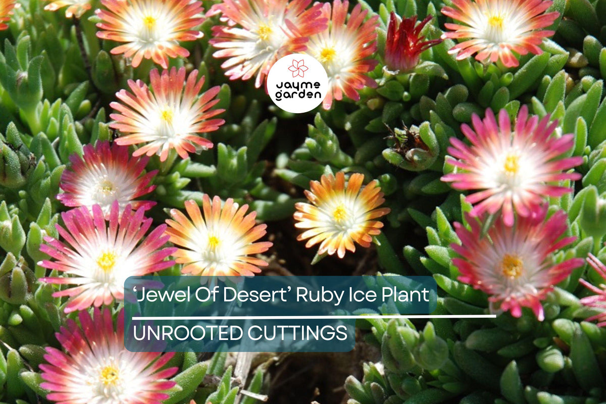Jewel of Desert Ruby Ice Plant Cuttings (12) - Delosperma Cooperi - Drought-Tolerant Succulent Groundcover for Full Sun Gardens