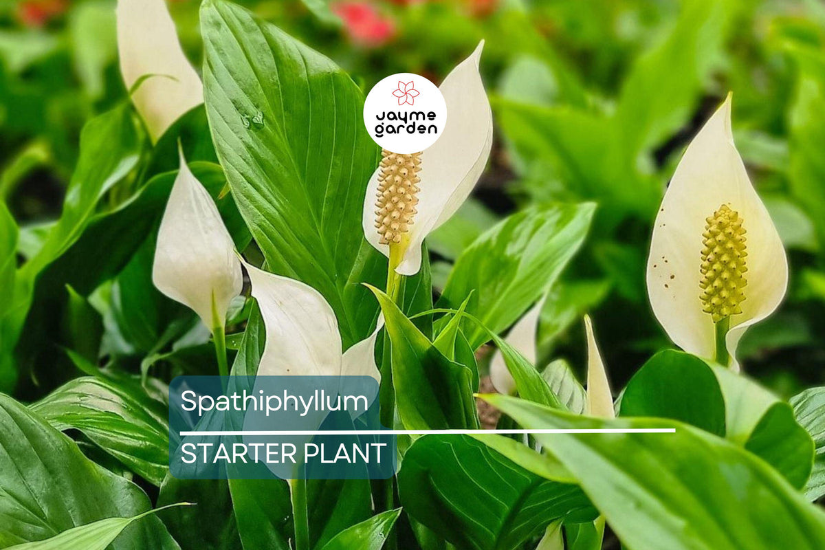 Peace Lily Live Plant | 10-12 Inches | Air Purifying Indoor/Outdoor Houseplant | White Flowers | Spathiphyllum