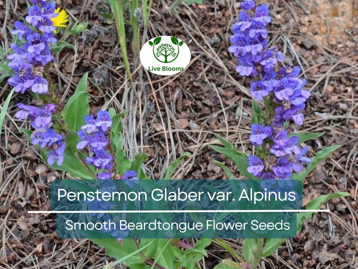 100 mg Seeds Penstemon Glaber var. Alpinus Smooth Beardtongue | Hardy Alpine Perennial Wildflower for Pollinator Gardens
