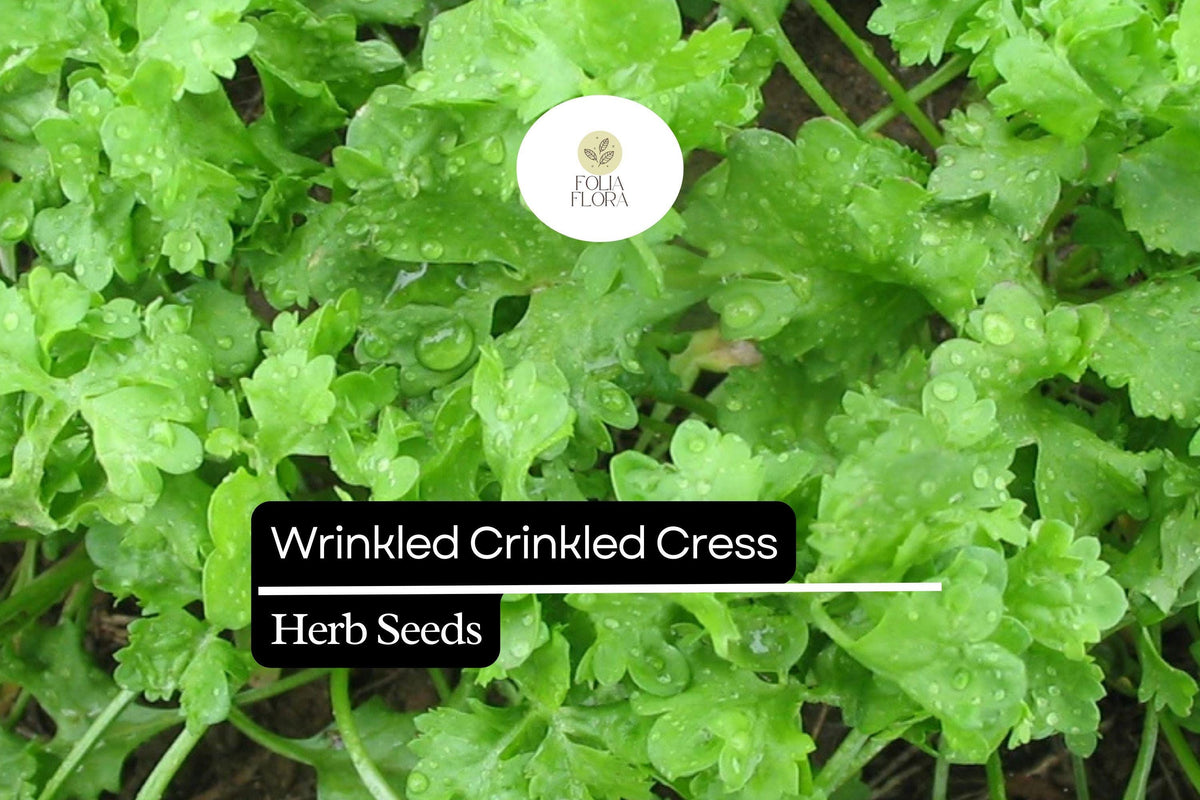 Wrinkled Crinkled Cress Seeds - 500 Seeds, Fast-Growing Microgreen & Salad Herb, Lepidium sativum, Tangy Flavor, Easy Care