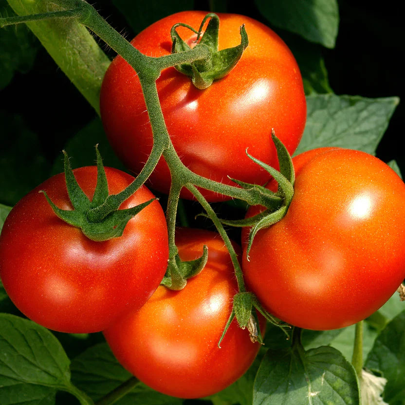 2 Celebrity Tomato Live Plants, Slicer Variety, Disease-Resistant, Solanum lycopersicum