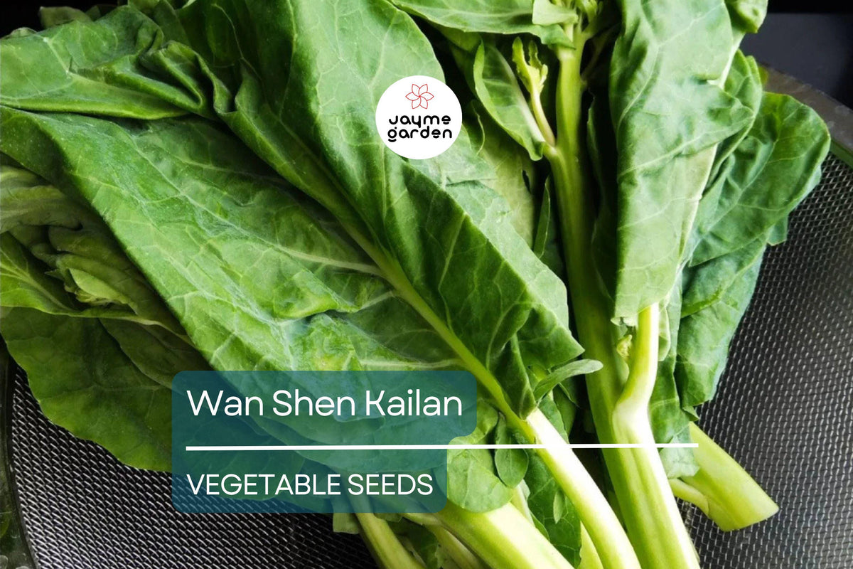 500mg Wan Shen Kailan Seeds - Heirloom Chinese Broccoli, Brassica oleracea var. alboglabra - Non-GMO Asian Green for Cooking