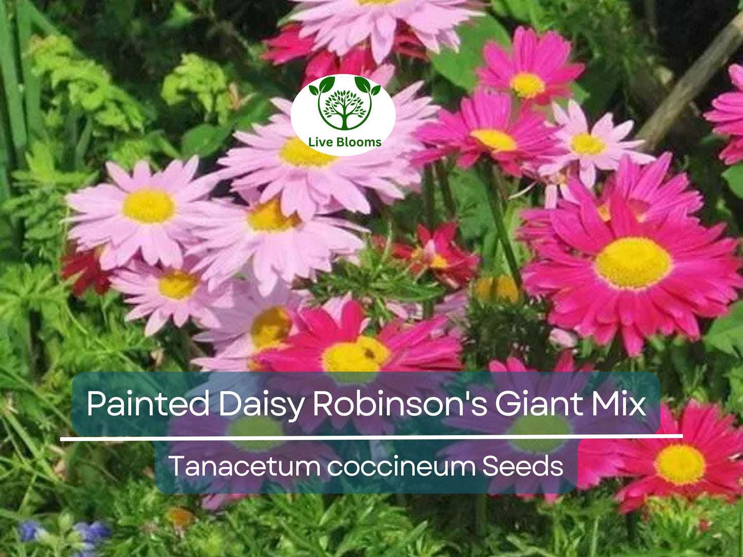 100 Seeds Painted Daisy Robinson's Giant Mix Perennial - Large Cut Flowers, Non-GMO, Easy to Grow